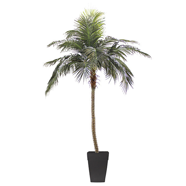 Palmier extérieur en pot  9,5’
