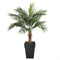 Palmier extérieur en pot 65"
