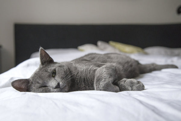 Cacher la litière du chat