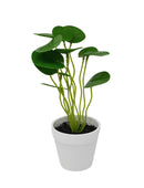 Fausse plante en pot