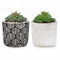 2MOD Cactus en pot à motif feuille