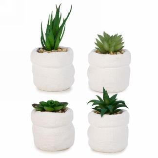 4 plantes  décoratives