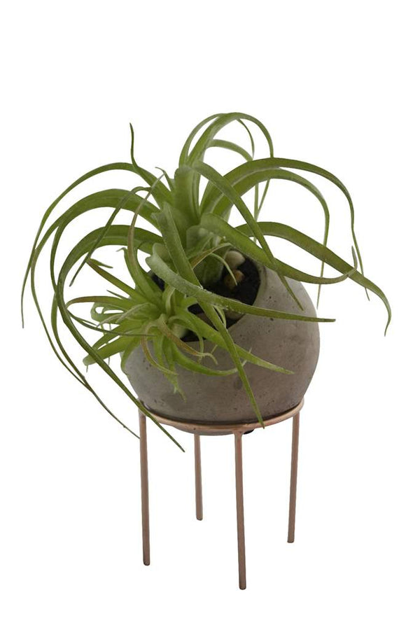 Vase avec plante sur pied