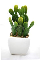 Cactus vert en pot