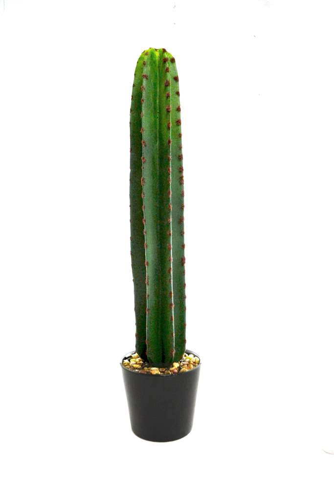 Fausse plante grand cactus