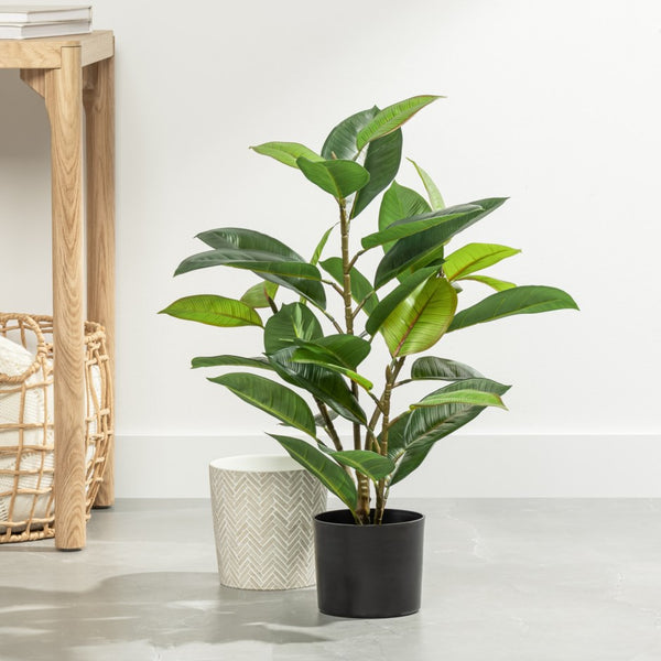 fausse succulente 29"  rubber tree